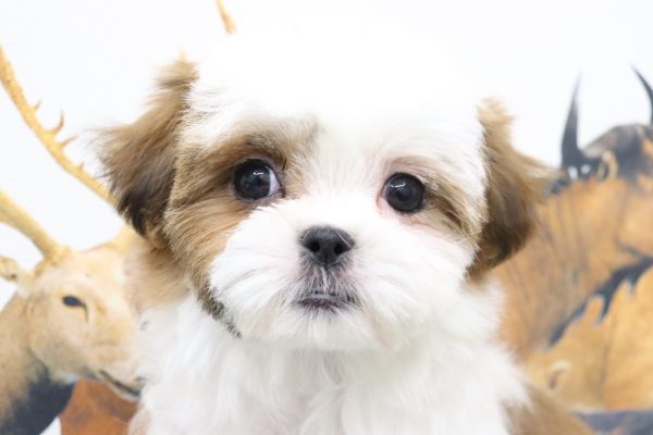 ミックス（ハーフ犬）