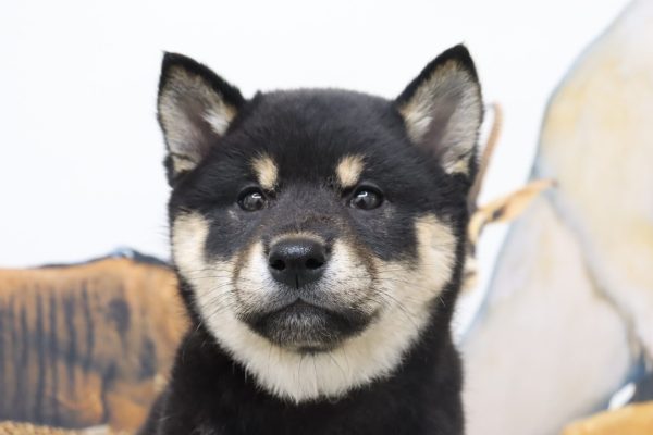 柴犬
