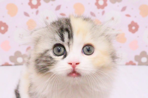 スコティッシュ