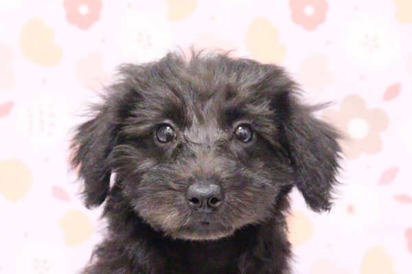 ミックス（ハーフ犬）