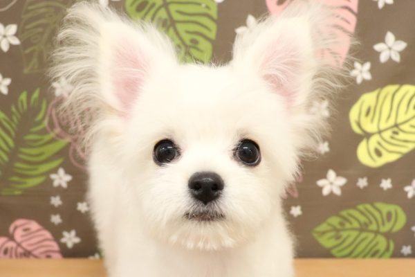 ミックス（ハーフ犬）