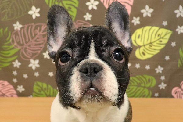 フレンチブルドッグ