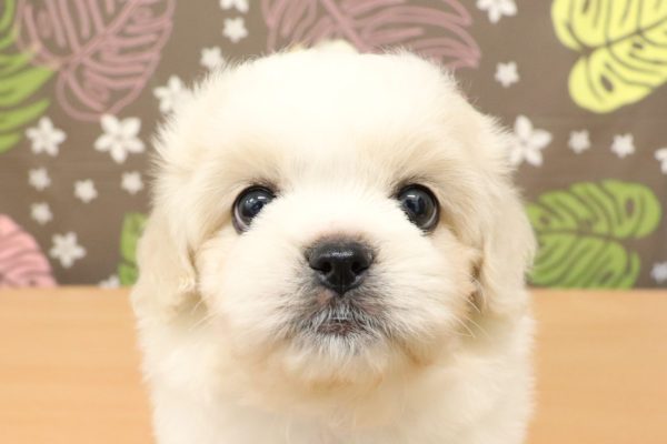 ミックス（ハーフ犬）