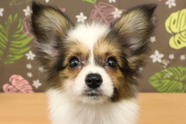 パピヨン