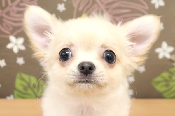 チワワ
