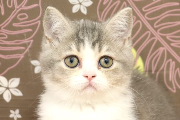 スコティッシュ