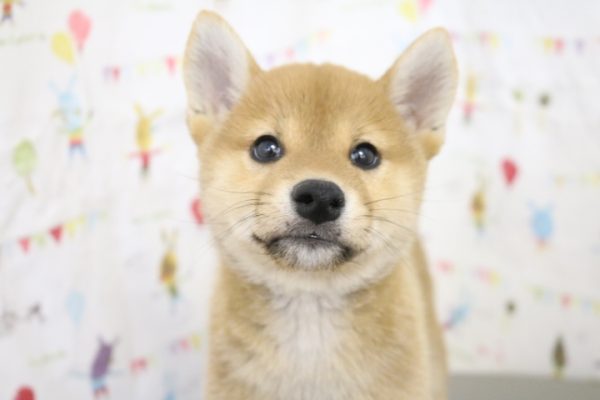 柴犬