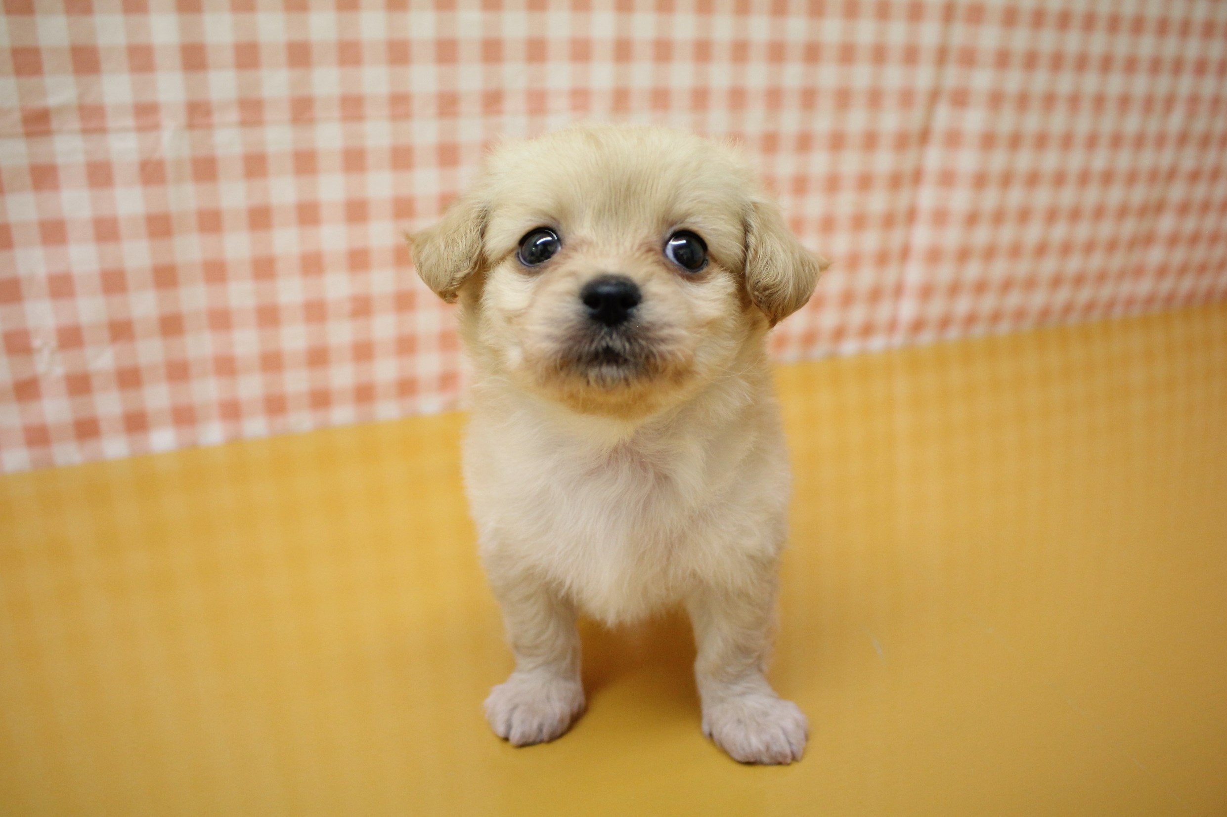 柴犬