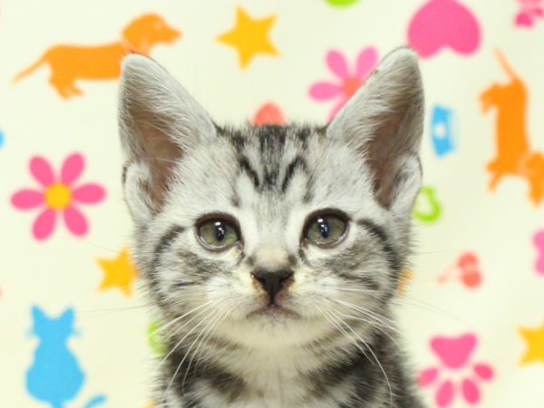 アメリカンショートヘア