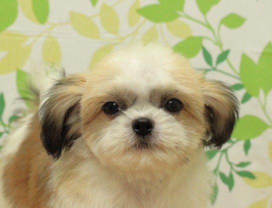 ミックス（ハーフ犬）