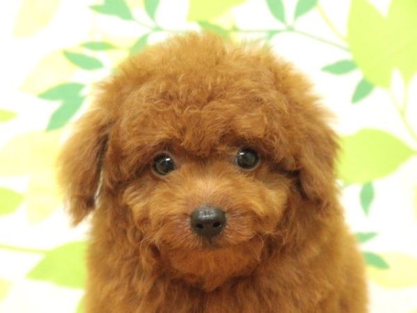トイプードル