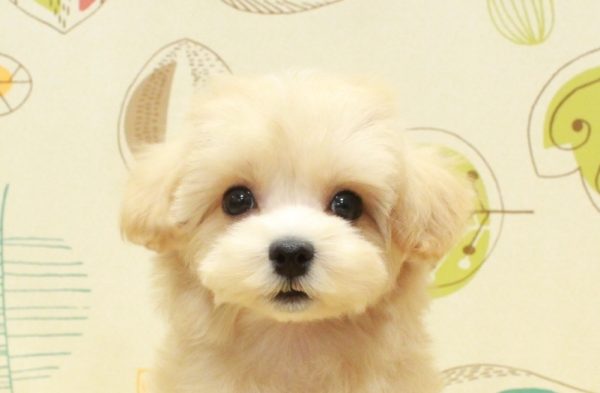 マルプー
