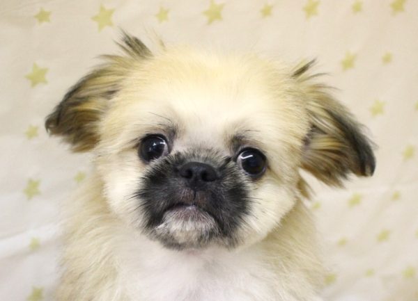 ミックス（ハーフ犬）