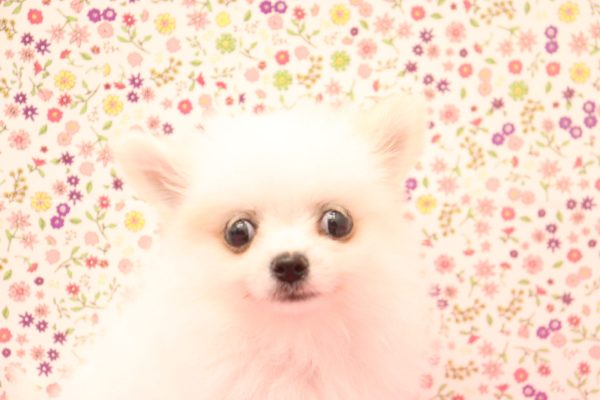 ポメチワ