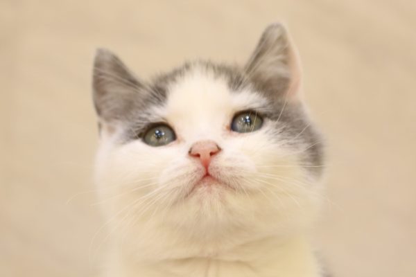 ブリティッシュ