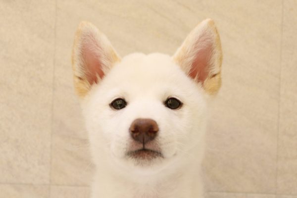 柴犬
