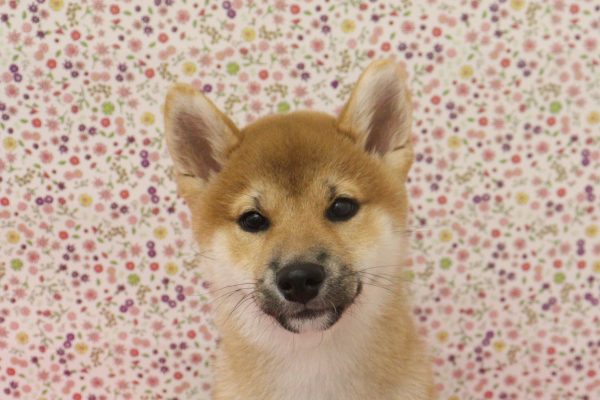 柴犬