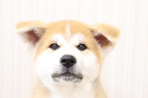 秋田犬