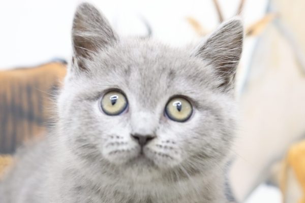 ブリティッシュ