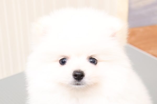 ポメラニアン