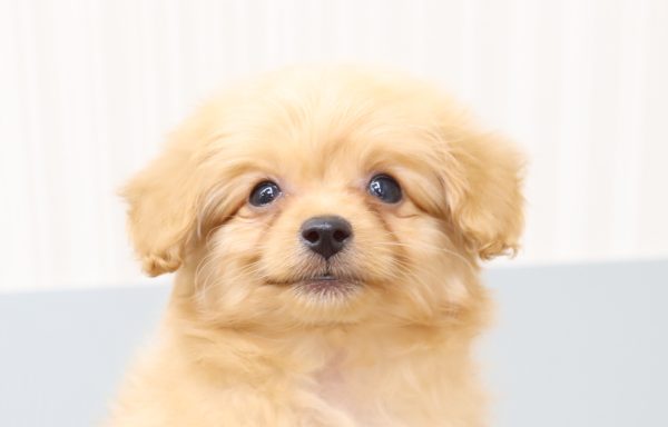 ポメプー