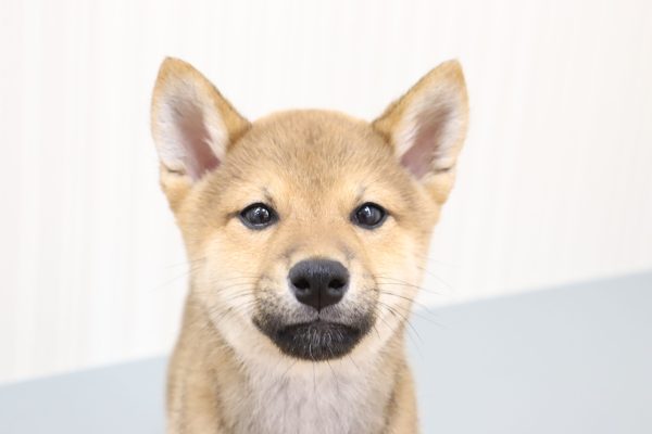 柴犬