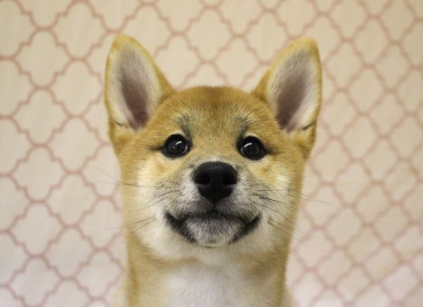 柴犬
