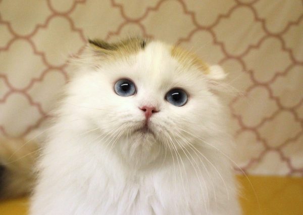 スコティッシュ