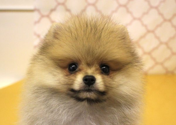 ポメラニアン
