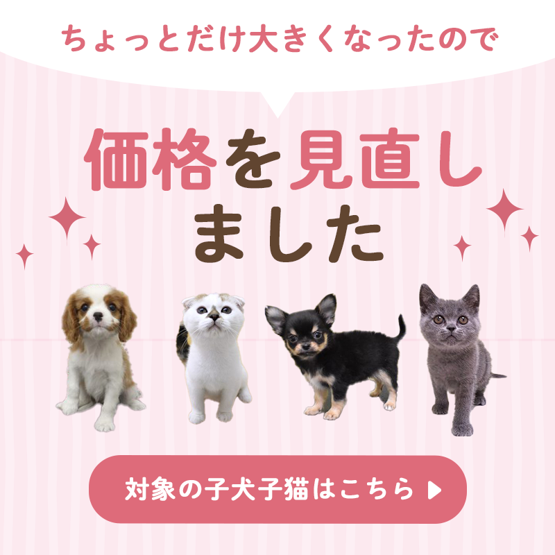 ちょっとだけ大きくなったので価格を見直しました