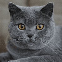 ブリティッシュ