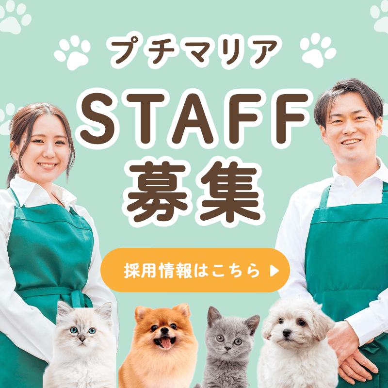 プリマリアSTAFF募集