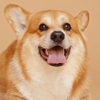 コーギー