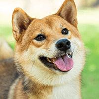 豆柴