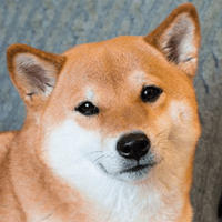 柴犬