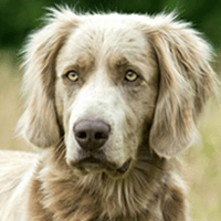 ワイマラナー(ロング)