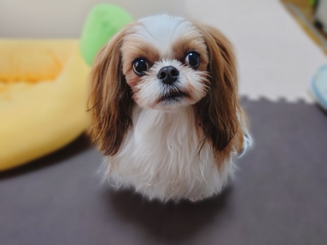 詳細画像