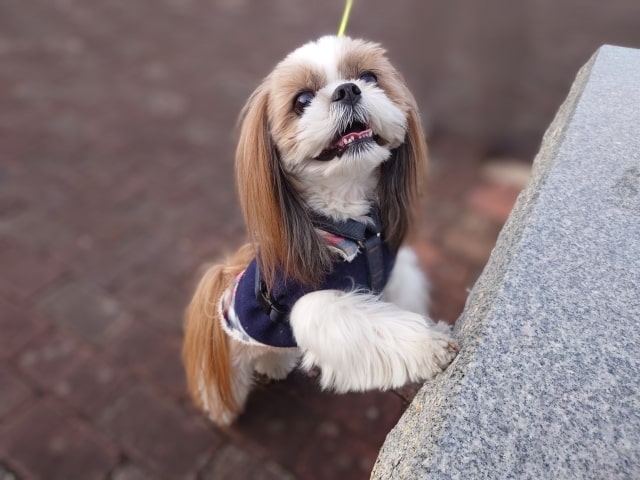 詳細画像