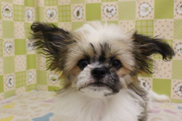 ミックス（ハーフ犬）