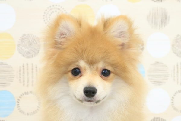 ポメラニアン