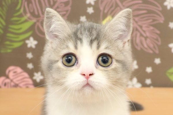 スコティッシュ