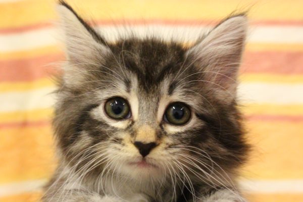 ノルウェージャンフォレストキャット