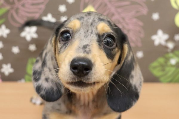 ミニチュアダックスフンド