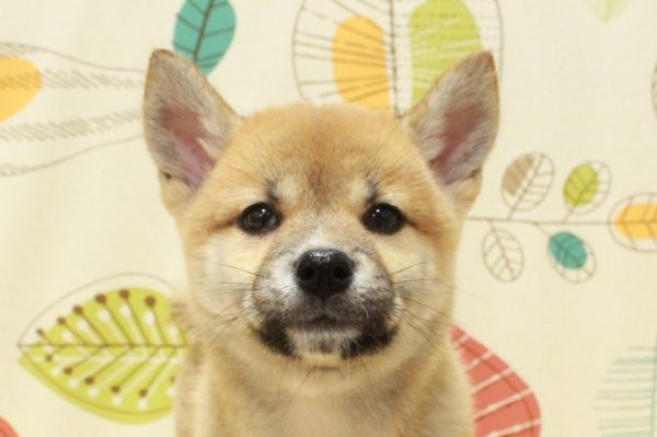 柴犬