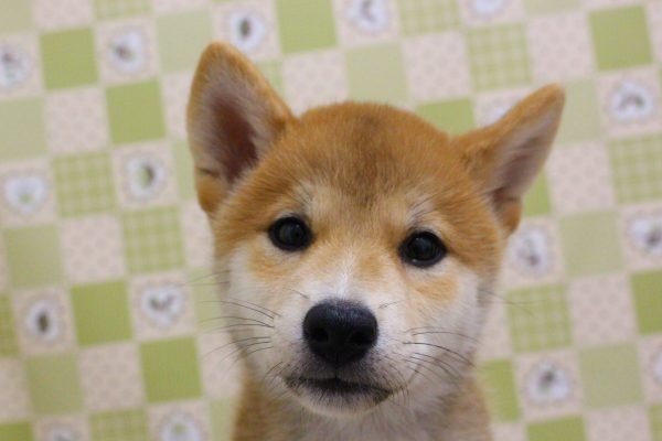 柴犬