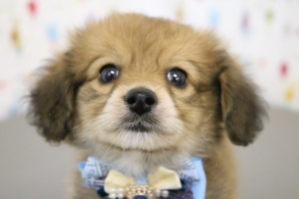 ミックス（ハーフ犬）