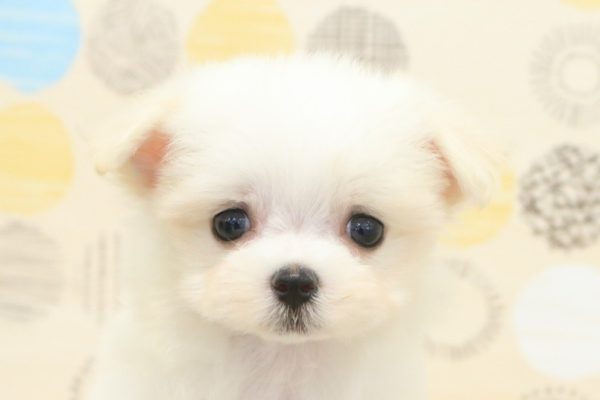 マルチーズ