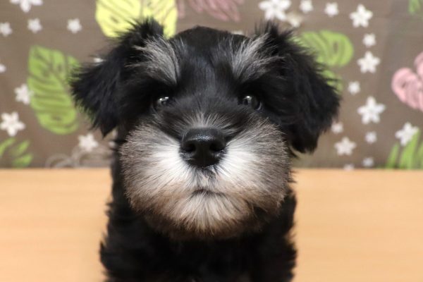 ミニチュアシュナウザー