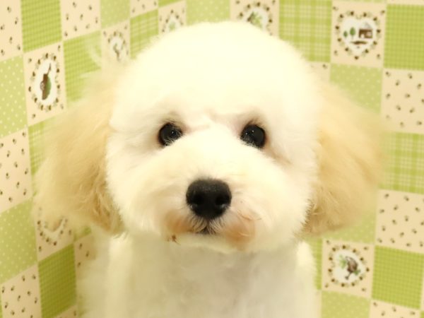 トイプードル
