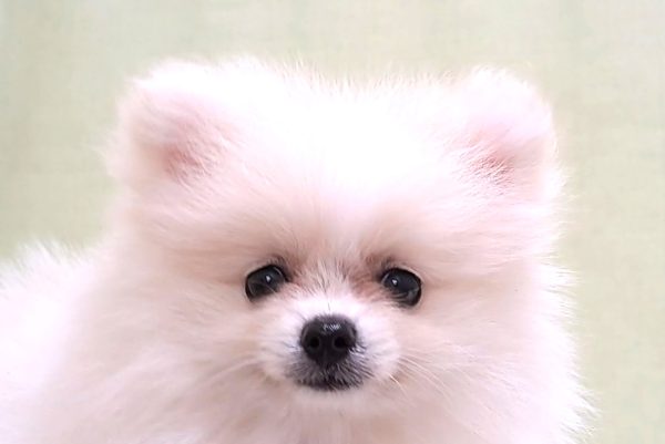 ポメラニアン